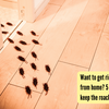 Article image for: Want to get rid of cockroaches from home: 5 simple remedies to keep the roaches away and prevent infection