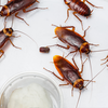 Can cockroaches cause infections?