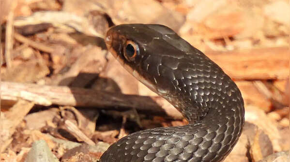 The Southern Black Racer