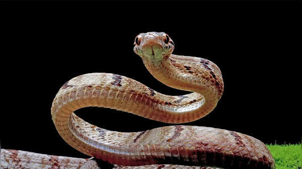 The Corn Snake (Red Rat Snake)