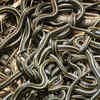 The Garter and Ribbon Snakes