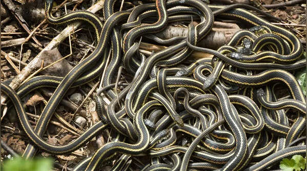 The Garter and Ribbon Snakes