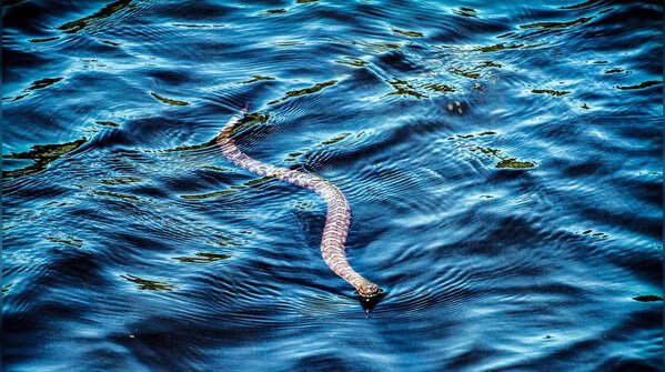 The Cottonmouth (Water Moccasin)