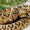 The Eastern Diamondback Rattlesnake