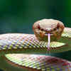 Article image for: Common snakes found in Florida and how to keep them away from home and garden