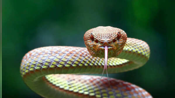 Common snakes found in Florida and how to keep them away from home and garden