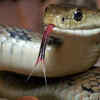 Article image for: How to keep snakes away from your home and garden