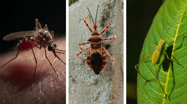 5 deadliest insects on the planet