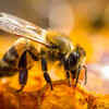 Africanized honeybees