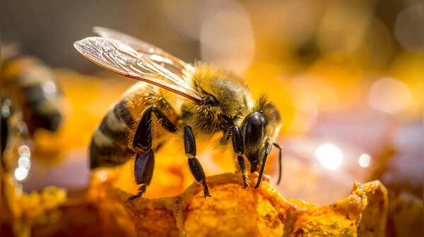 Africanized honeybees