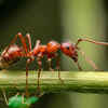 Fire ants