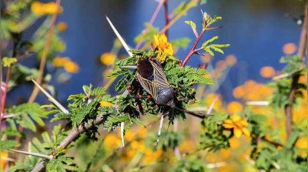 Kissing bug