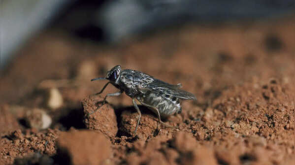 Tsetse fly