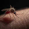 Mosquito         
