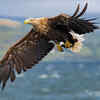 Article image for: UK’s giant white-tailed eagles return to Exmoor National Park, farmers fear heavy losses