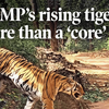 Article image for: Why MP’s rising tiger toll is more than a ‘core’ issue