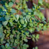 Article image for: Jade plant - the smallest succulent that tolerates heat