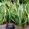 Article image for: Snake plant - the hardiest indoor/outdoor plant