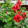 Article image for: Hibiscus - Indian flowers that withstand heatwaves