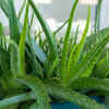 Article image for: Aloe Vera - desert plant for balconies