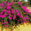 Delhi heatwave is frying balcony plants: These Indian plants actually ...