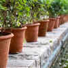 Article image for: Delhi heatwave is frying balcony plants: These Indian plants actually survive 45°C