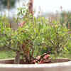 Tulsi – a versatile herb that is both aromatic and low-maintenance