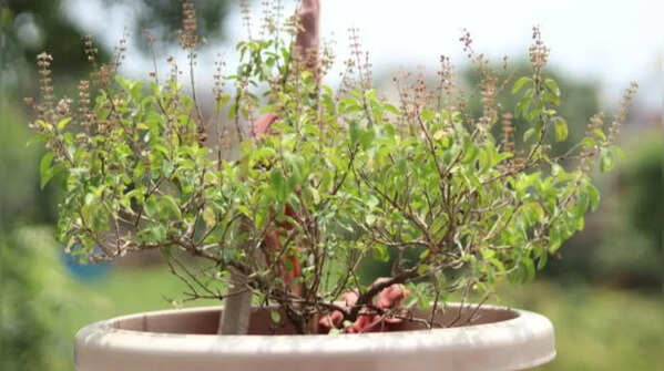 Tulsi – a versatile herb that is both aromatic and low-maintenance