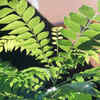 Curry leaf plant – the everyday kitchen herb that can grow in balconies