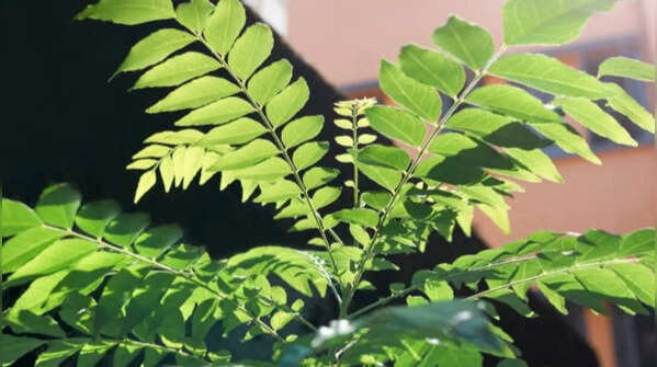 Curry leaf plant – the everyday kitchen herb that can grow in balconies