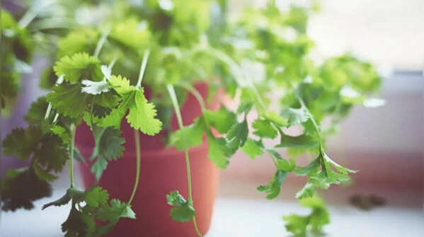 Coriander – an affordable herb for the kitchen