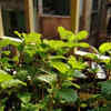 Article image for: Mint – the fastest-growing herb suitable for Indian balconies