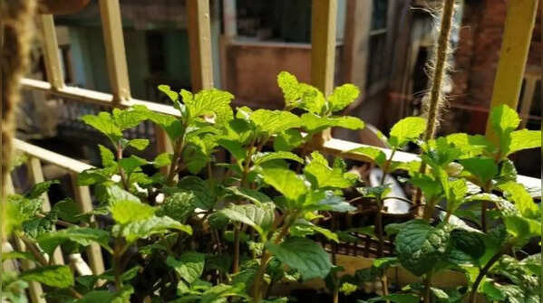 Mint – the fastest-growing herb suitable for Indian balconies