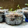 Grow herbs in simple recycled containers instead of fancy pots