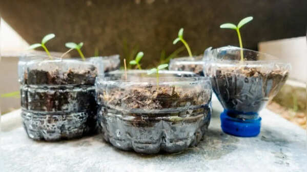 Grow herbs in simple recycled containers instead of fancy pots