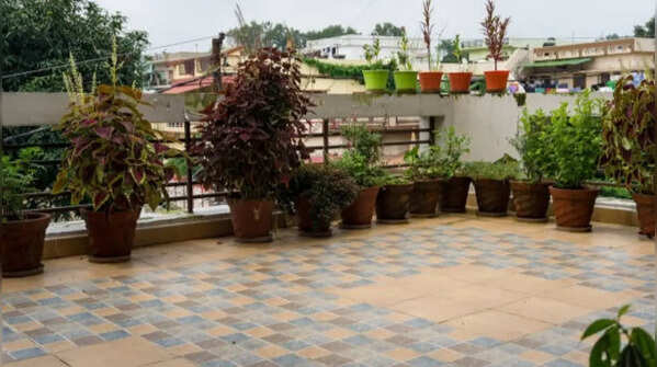 Herbs and vegetables are becoming part of cool roof gardens