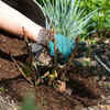 Article image for: Climate-resilient planting