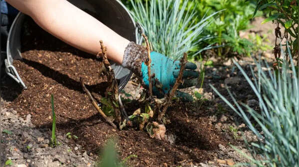 Climate-resilient planting