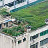 Article image for: Why cool roof gardens are becoming popular in Indian cities