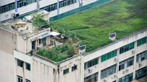 Why cool roof gardens are becoming popular in Indian cities