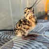 Article image for: 2 more Great Indian Bustard chicks born in Jaisalmer breeding centres, total count reaches 86