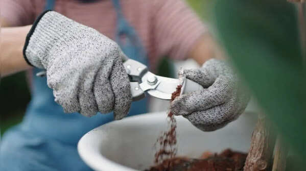 Coffee grounds – Organic substance for healthier plants