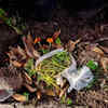 Vegetable peels – Basic ingredient for homemade composts