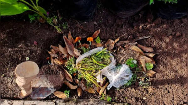 Vegetable peels – Basic ingredient for homemade composts