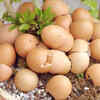 Article image for: Eggshells – Natural calcium source for healthier plants