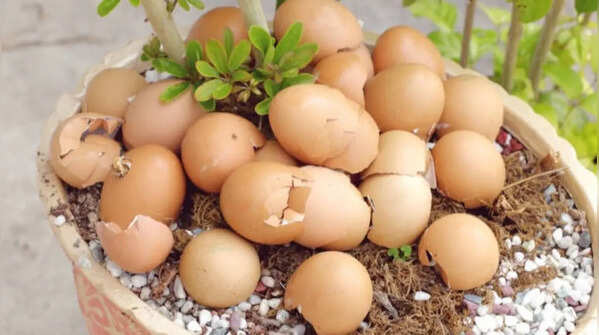 Eggshells – Natural calcium source for healthier plants