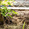 Article image for: Tea leaves – Easy composting for improving the <i class="tbold">health</i> of soil
