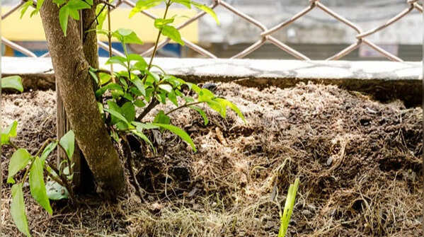 Tea leaves – Easy composting for improving the health of soil