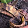Article image for: Banana Peel – Potassium-enriched fertilizer for flowering plants