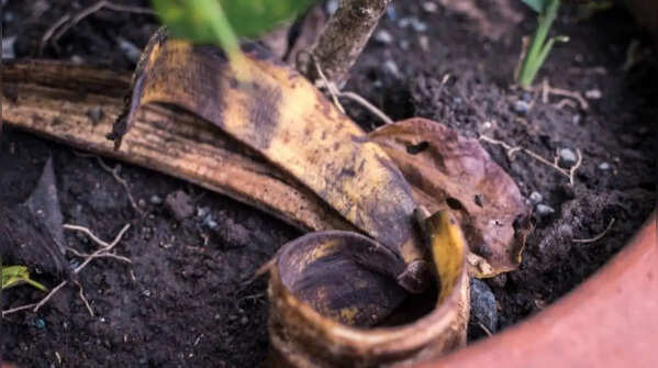 Banana Peel – Potassium-enriched fertilizer for flowering plants